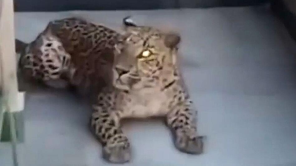 Geschwächte Raubkatze: Hungriger Leopard wandert in Indien in Haus
