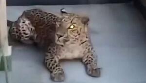 Geschwächte Raubkatze: Hungriger Leopard wandert in Indien in Haus