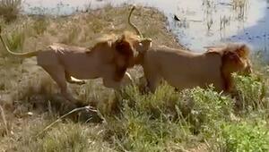 Attacke aus dem Hinterhalt: Löwe beißt Rivalen in den Schwanz