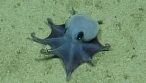 Forscher finden winzige Oktopus-Art vor den Galápagos-Inseln