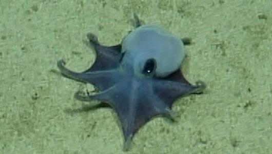Forscher finden winzige Oktopus-Art vor den Galápagos-Inseln
