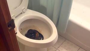 Albtraum im Bad: Mann entdeckt riesige Schlange in der Toilette